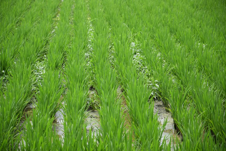 水稻生长过程追踪